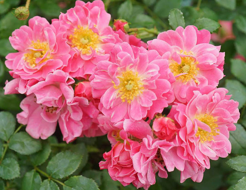 Rosa Oso Easy Double Pink (Groundcover Rose)