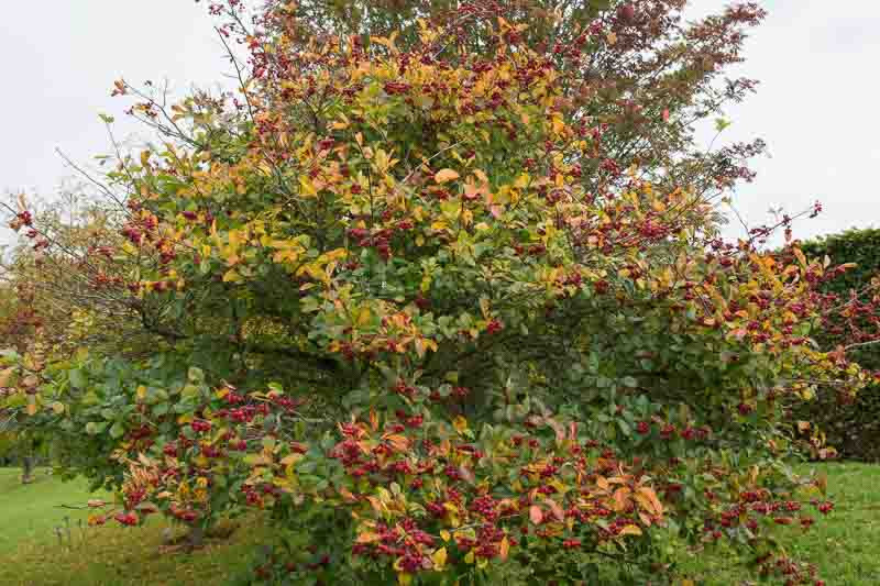 Crataegus persimilis 'Prunifolia' (Cockspur Hawthorn)