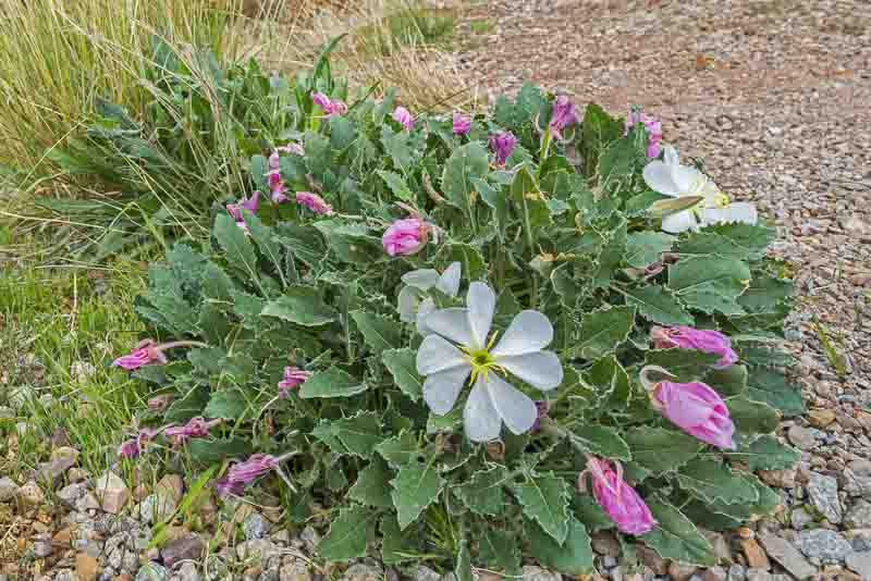 Oenothera caespitosa (Tufted Evening Primrose)