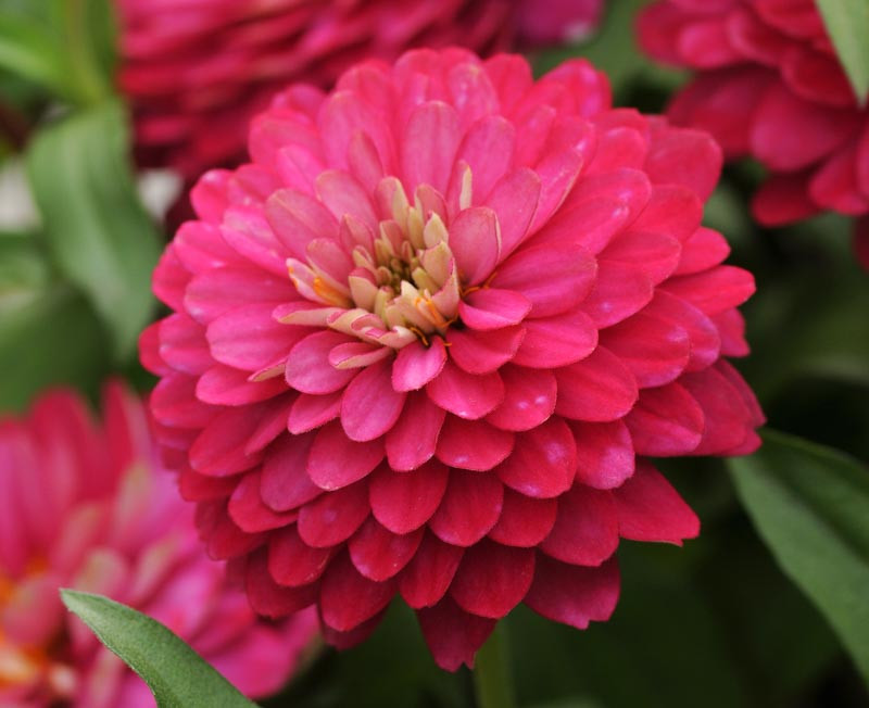 Zinnia marylandica 'Double Zahara Strawberry'