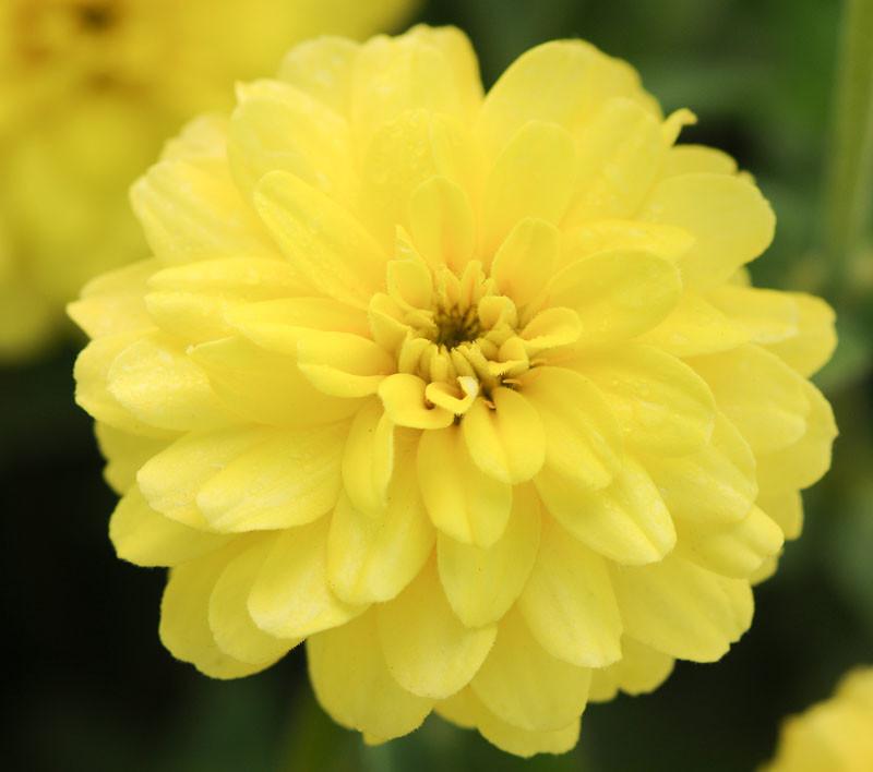 Zinnia marylandica 'Double Zahara Yellow'