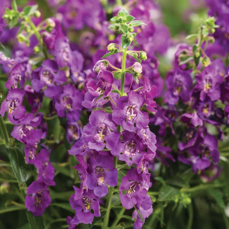 Angelonia Angelface Blue Summer Snapdragon