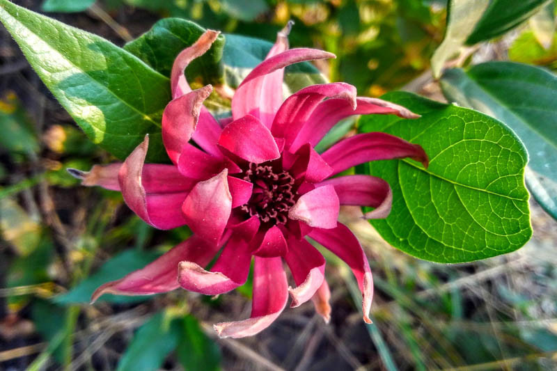 Image of Calycanthus occidentalis (Californian allspice)