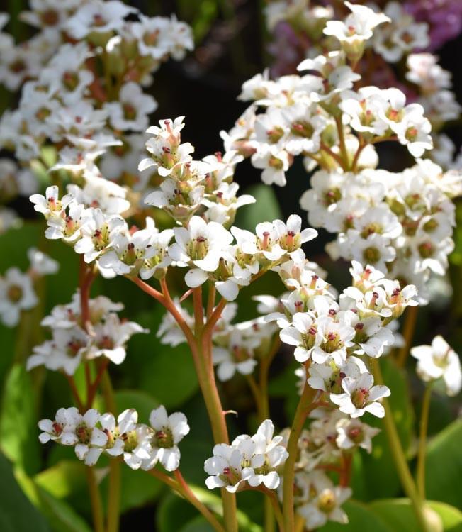 Bergenia Bressingham White