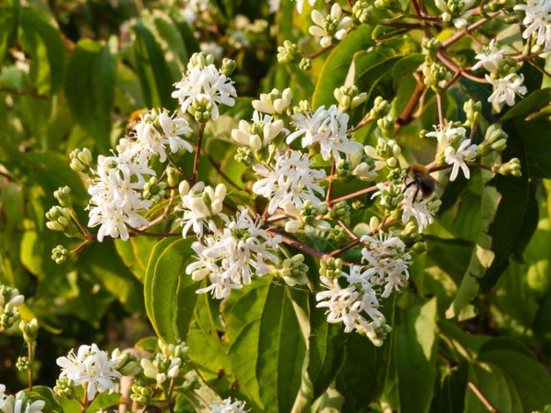 heptacodium miconioides seven son flower gardenia net