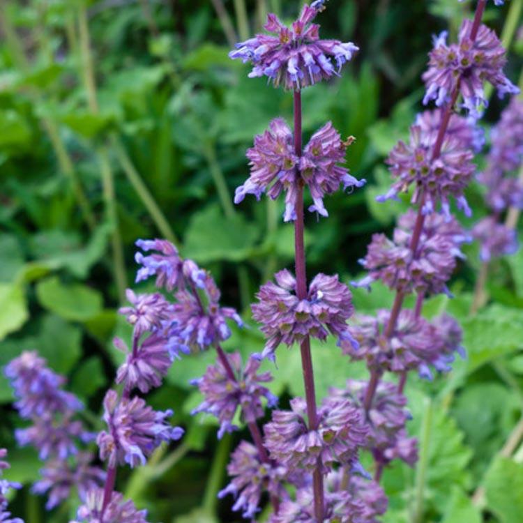 Salvia Verticillata Purple Rain Whorled Sage