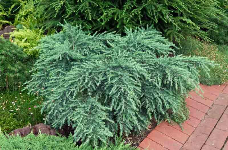 Cedrus deodara 'Feelin' Blue' (Deodar Cedar)