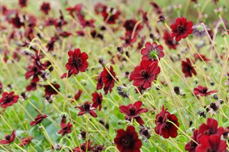 Cosmos Atrosanguineus Chocolate Cosmos