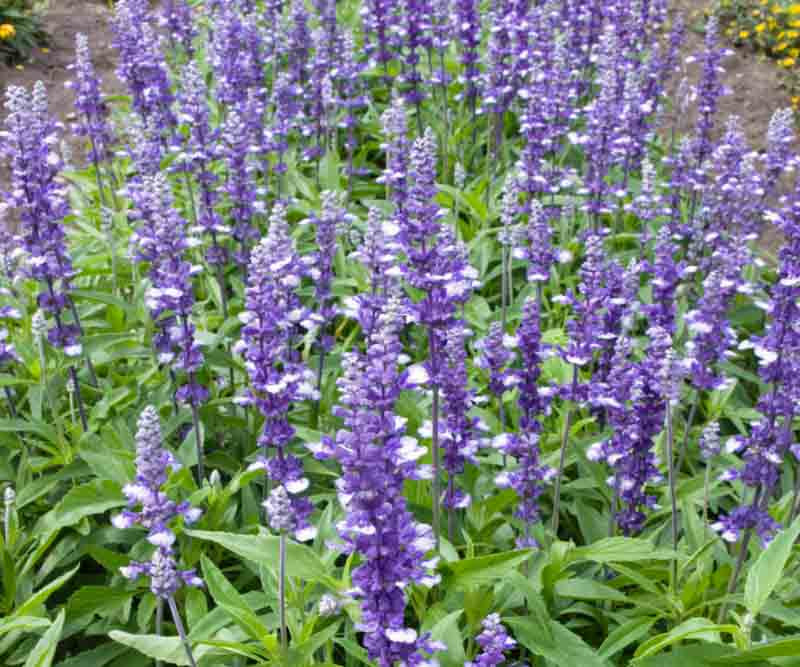 Salvia farinacea ‘Fairy Queen’ (Mealy Cup Sage)