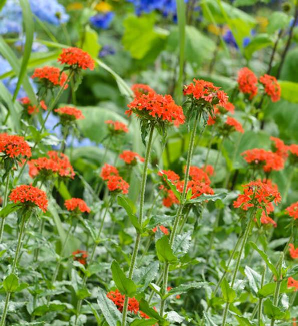 Lychnis chalcedonica (Maltese Cross)