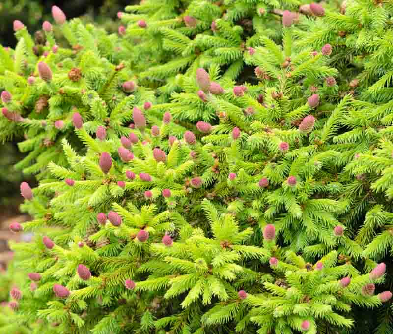 Picea Abies Pusch Norway Spruce 
