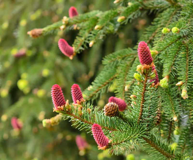 Picea abies 'Acrocona' (Norway Spruce)