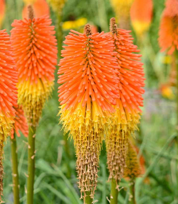 Kniphofia 'Nobilis' (Red Hot Poker)