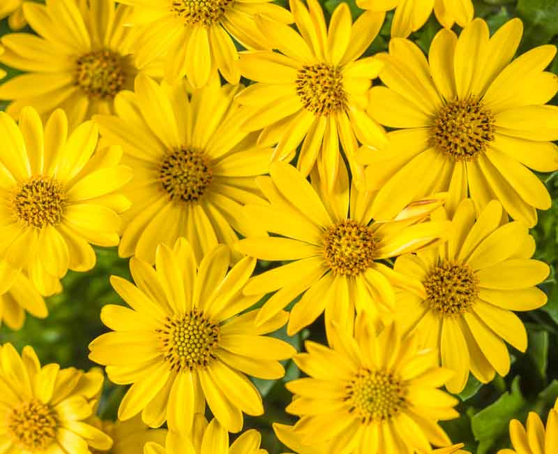 Osteospermum 'Bright Lights Yellow' (African Daisy)