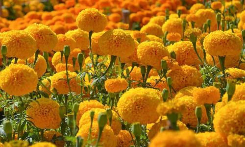 Bức tranh với hoa Marigold (Tagetes) sẽ khiến bạn cảm thấy đầy kích thích. Hoa Marigold được biết đến là biểu tượng của sự kiên trì và sự thành công. Chúng ta có thể tìm thấy những đóa hoa này trong các cửa hàng hoa hoặc hoa văn phòng trang trí một cách đặc biệt.