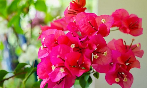 bougainvillea in rainforest