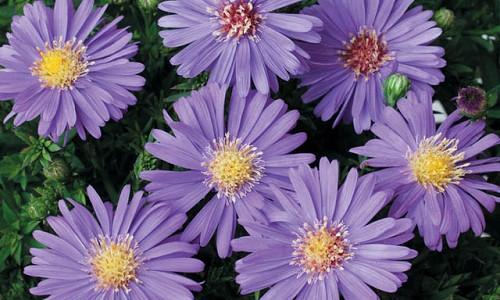 Asters