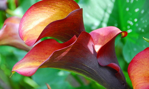 Zantedeschia / Calla Lilies