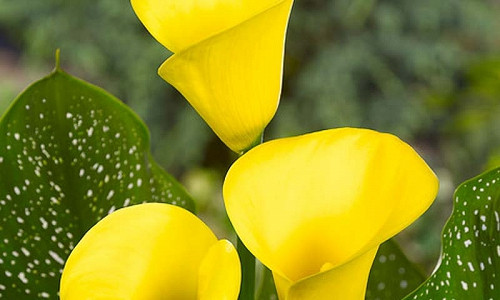 Zantedeschia / Calla Lilies