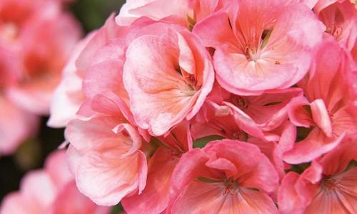 Pelargonium Geraniums