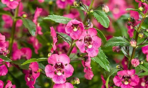 Annual Flowers - Find the perfect plants