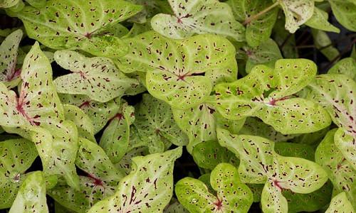 Caladium Angel Wings