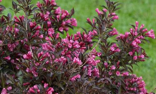 Weigela