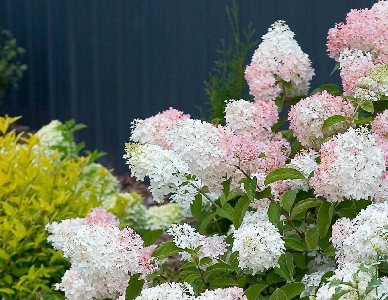 Hydrangea paniculata 'Little Lamb'