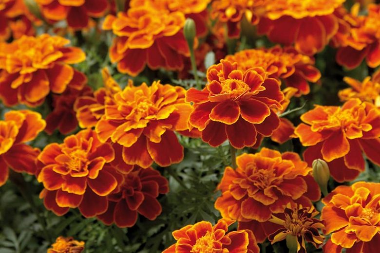 Sample  AF6516 Tea Garden French Marigold GoldWhite by Ronald Reddi