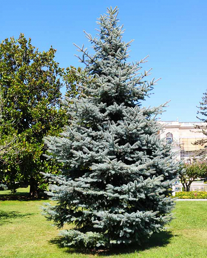 Picea pungens var. (Colorado Blue Spruce)
