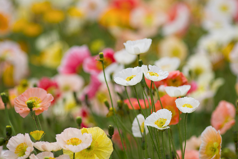 Papaver nudicaule (Iceland Poppy)