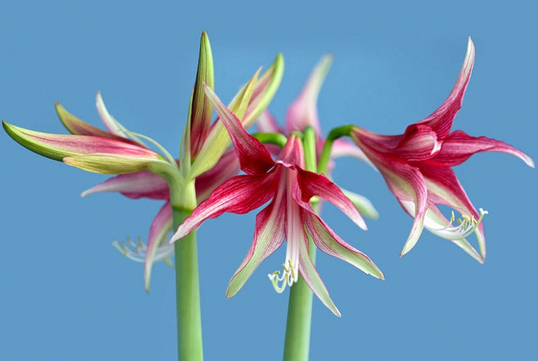 Amaryllis 'Quito' (Hippeastrum)