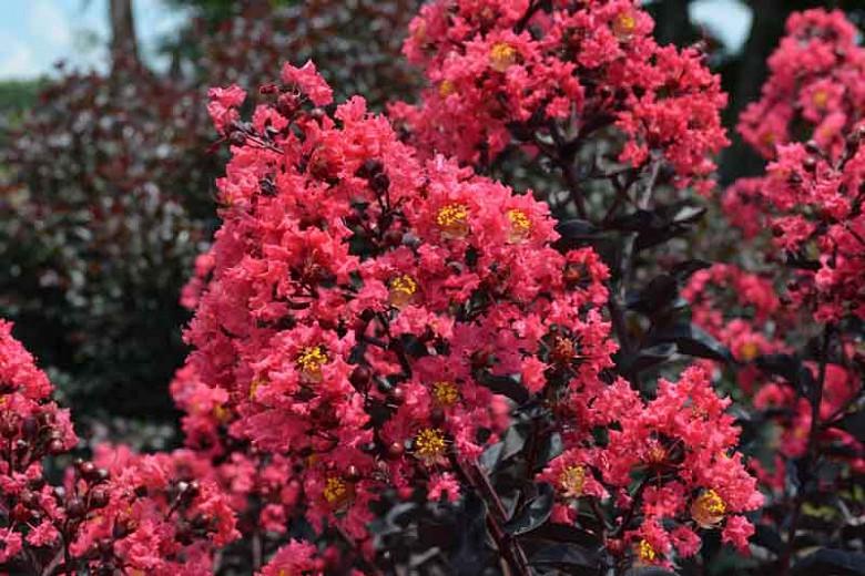 Lagerstroemia Midnight Magic Crape Myrtle