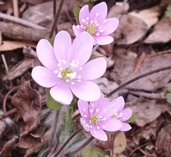 Hepatica americana (Roundleaf Liverleaf)