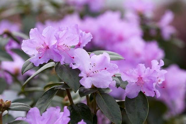 Neu für Rhododendron Praecox