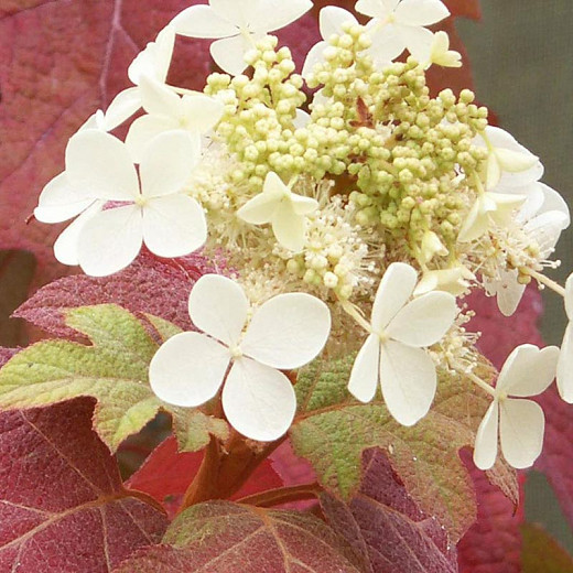 Image of Hydrangea quercifolia Little Honey flower in fall