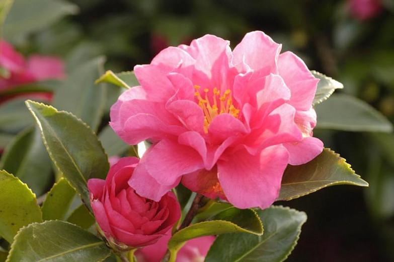 Camellia sasanqua