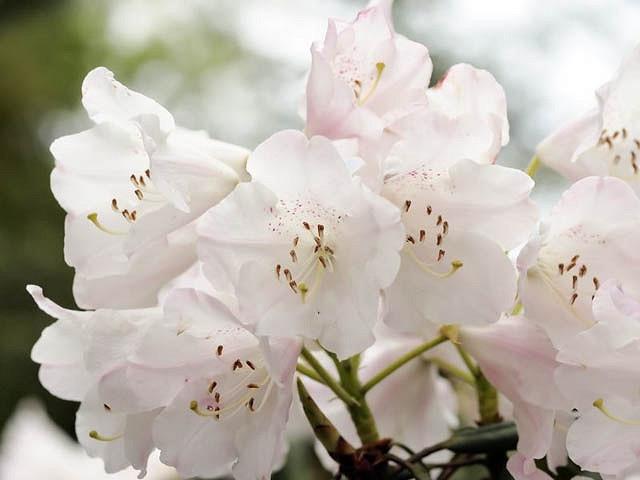 Neueste Rhododendron Tree White Flowers