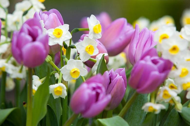 Narcissus Avalanche Tazetta Daffodil