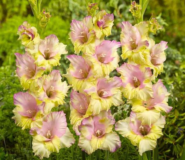 Gladiolus Mon Amour Sword Lily