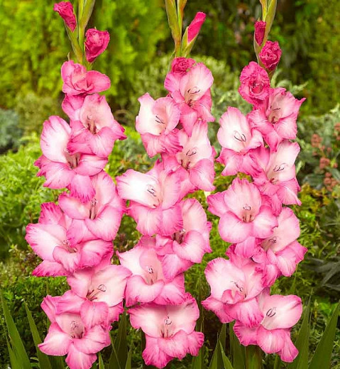 Gladiolus 'Fado' (Lirio espada)