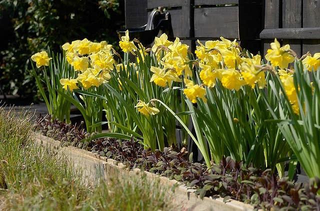 Narcissus 'Dutch Master' (Trumpet Daffodil)