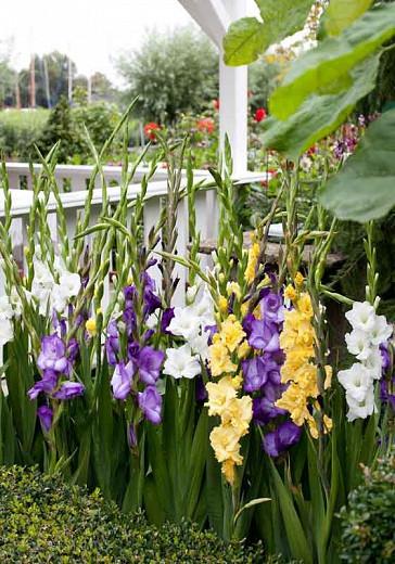 Gladiolus White Prosperity Sword Lily