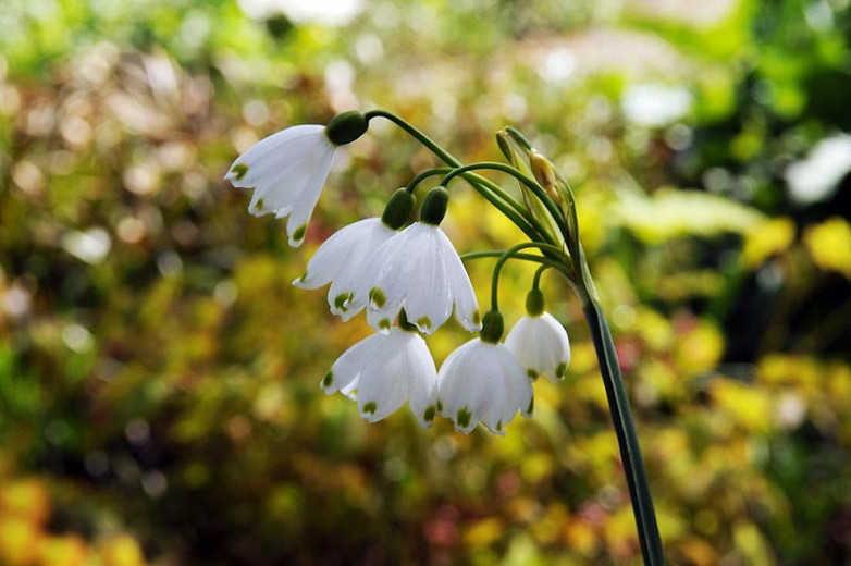 Leucojum Aestivum Summer Snowflake