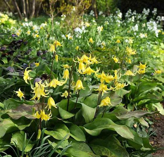 Erythronium Pagoda Dog Tooth Violet