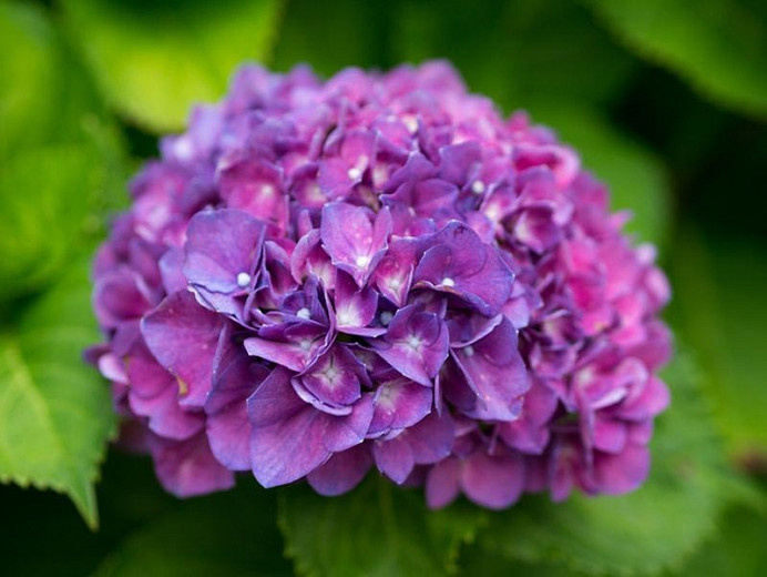 The Ultimate Guide To Merritt's Supreme Hydrangea: How To Grow Care For ...