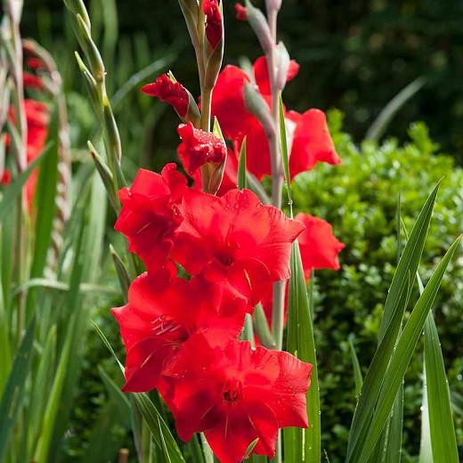 Gladiolus 'Mirella' (Sword-Lily)