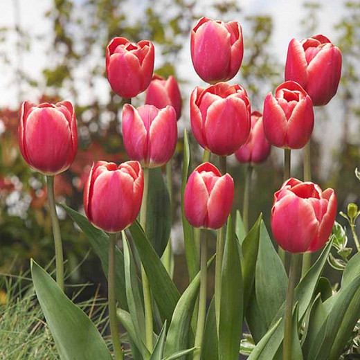 Tulipa 'Kung Fu' (Triumph Tulip)