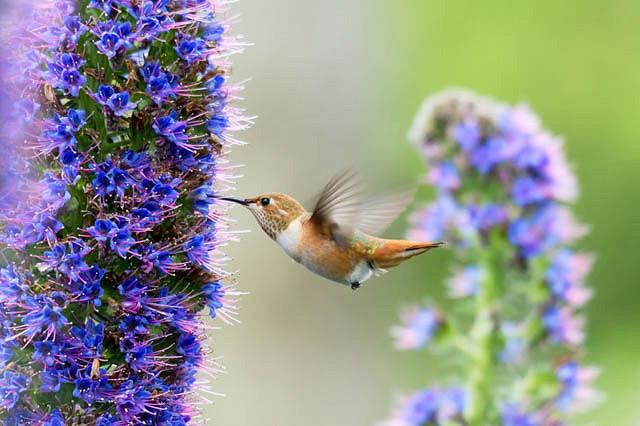 Echium Candicans Pride Of Madeira