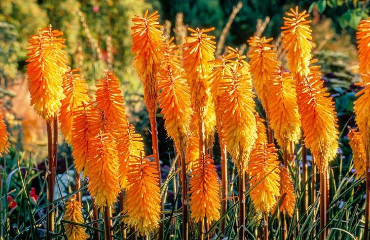 Kniphofia Bees Sunset Red Hot Poker